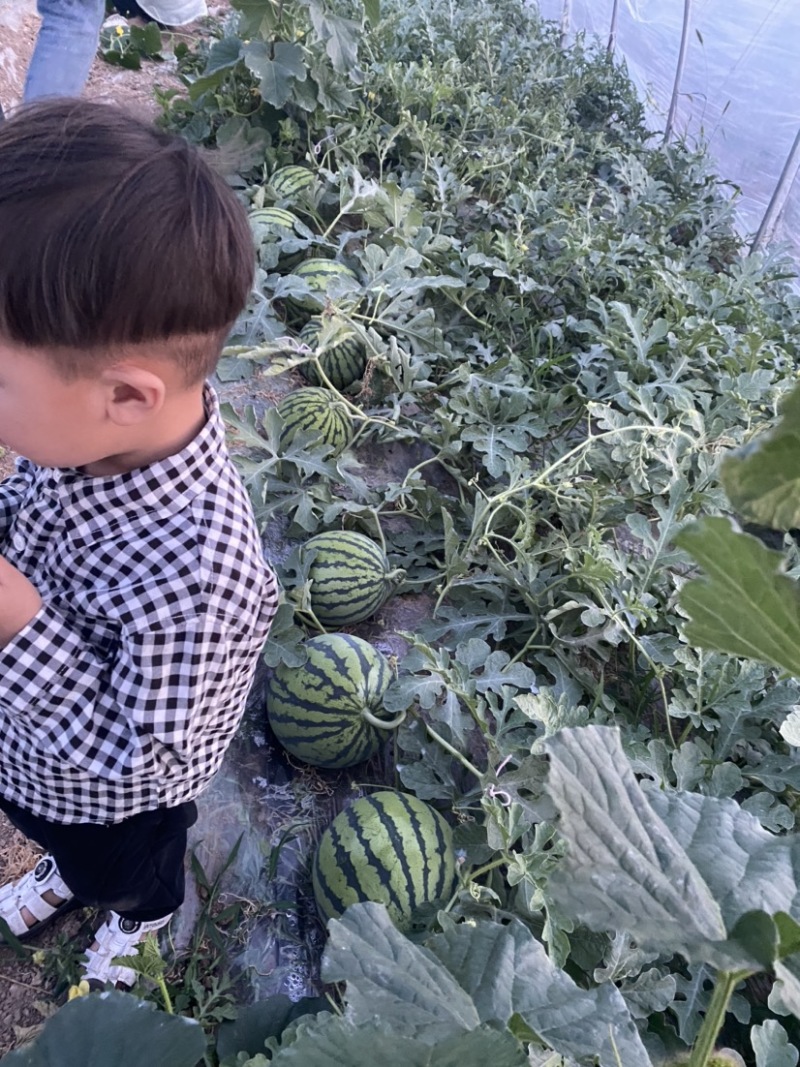 5月10日大量西瓜🍉出售！有需要的老板可以联系我哦