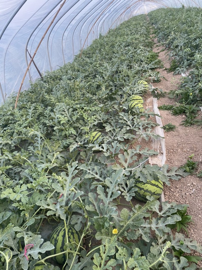 5月10日大量西瓜🍉出售！有需要的老板可以联系我哦