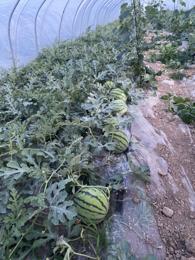 5月10日大量西瓜🍉出售！有需要的老板可以联系我哦