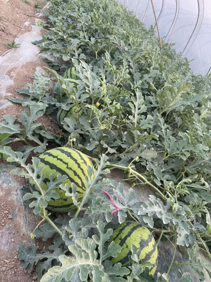 5月10日大量西瓜🍉出售！有需要的老板可以联系我哦