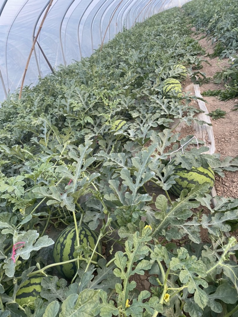 5月10日大量西瓜🍉出售！有需要的老板可以联系我哦