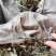狸尾草（羊咩香）2022年9月2号本地新货特级青绿包邮