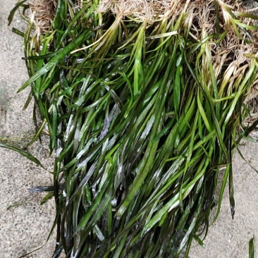 四季青矮叶苦草