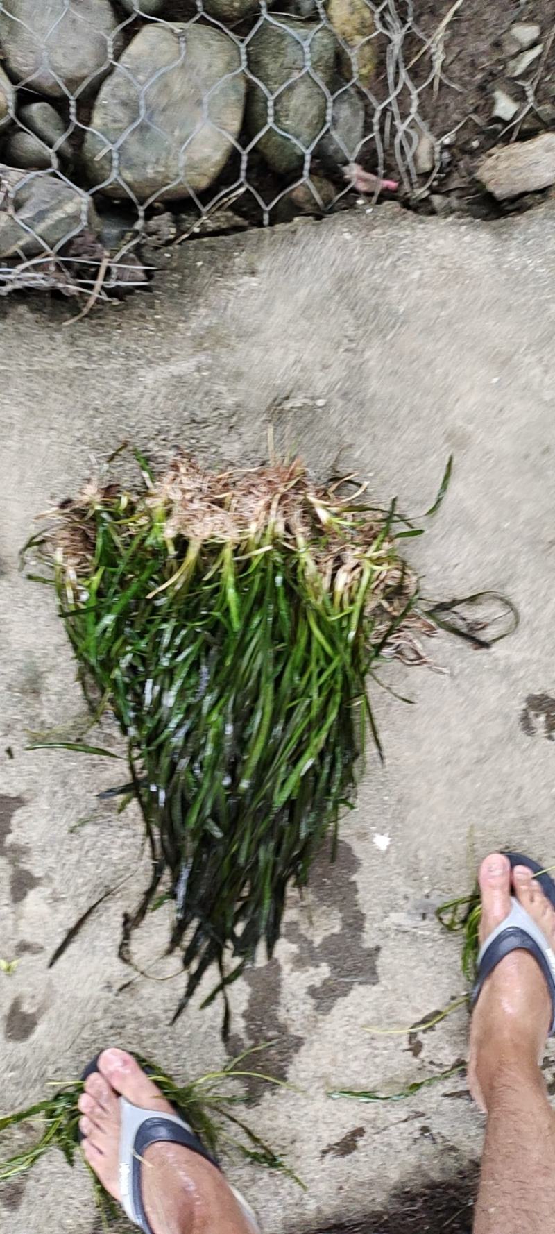 四季青矮叶苦草