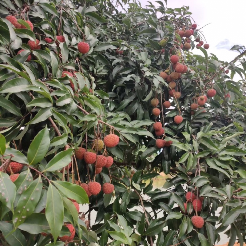 白糖罂妃子笑批发拿货电商市场