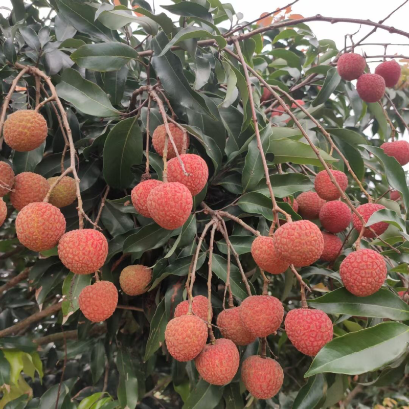 白糖罂妃子笑批发拿货电商市场