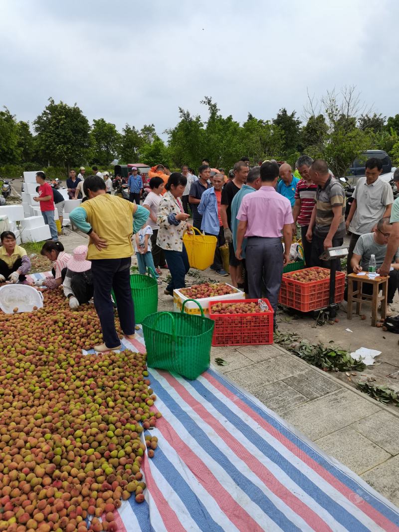 灵山荔枝三月红