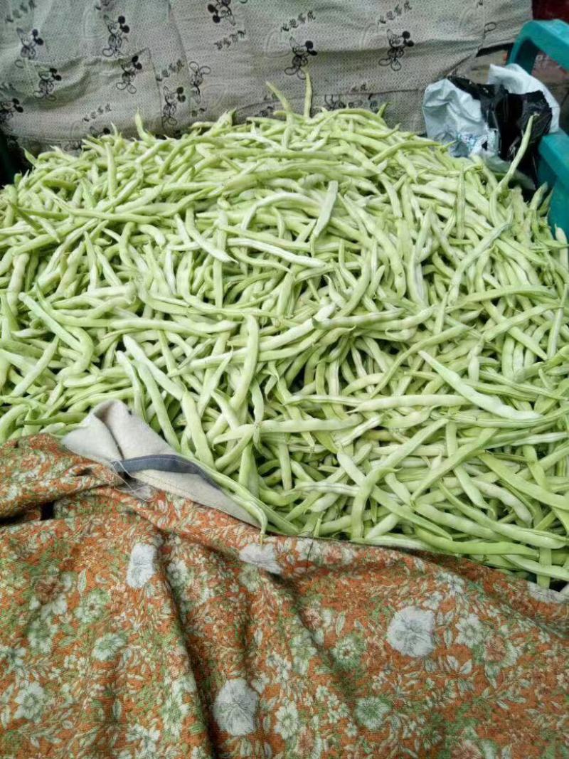 精品白不老，精品白芸豆质量杠杠的，价格美丽，量大