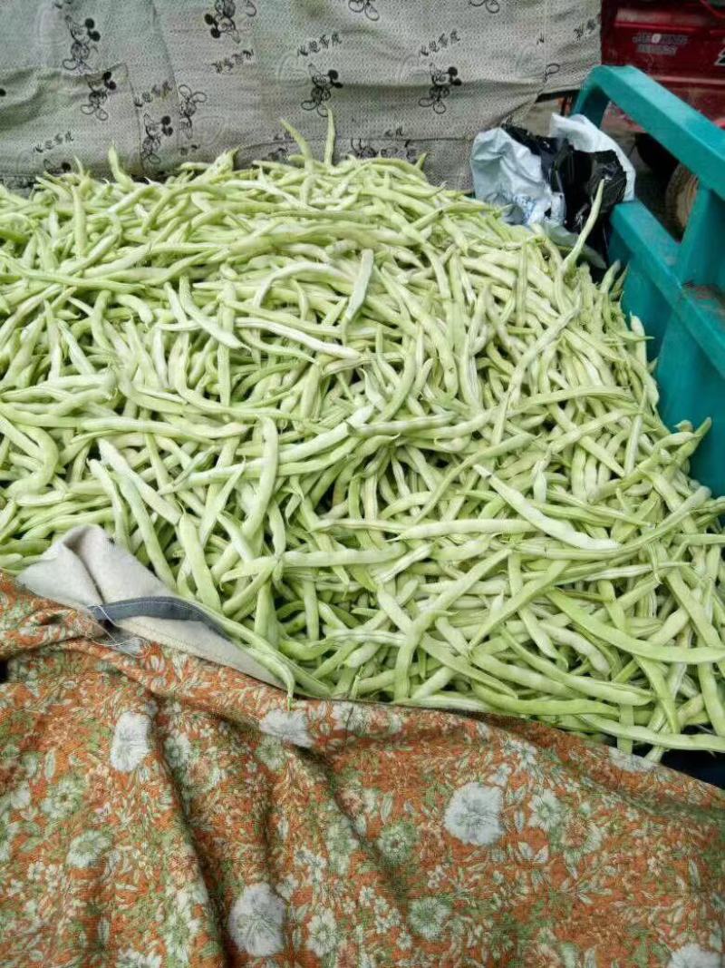 精品白不老，精品白芸豆质量杠杠的，价格美丽，量大