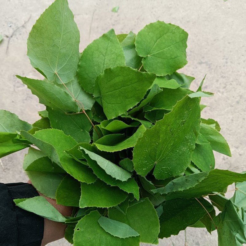 礼县高含量淫羊藿