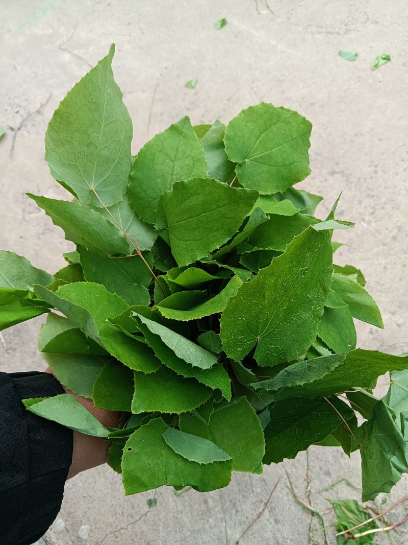 礼县高含量淫羊藿