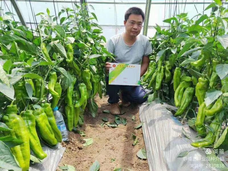豫艺新时代高产皮薄早熟单果180克产15000斤粗，长