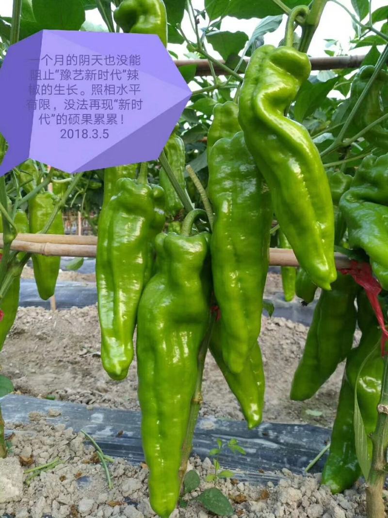 豫艺新时代高产皮薄早熟单果180克产15000斤粗，长