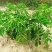 巨丰一号黄皮苗，仙进奉荔枝，奶香黄晶果苗，香水柠檬苗