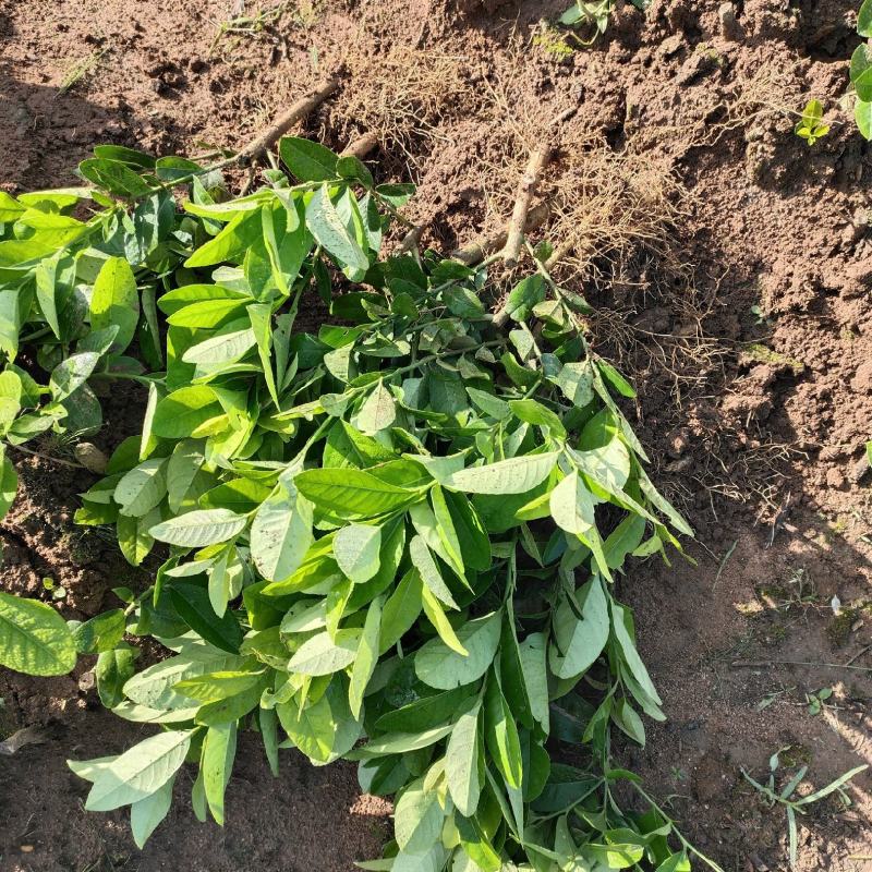 巨丰一号黄皮苗，仙进奉荔枝，奶香黄晶果苗，香水柠檬苗