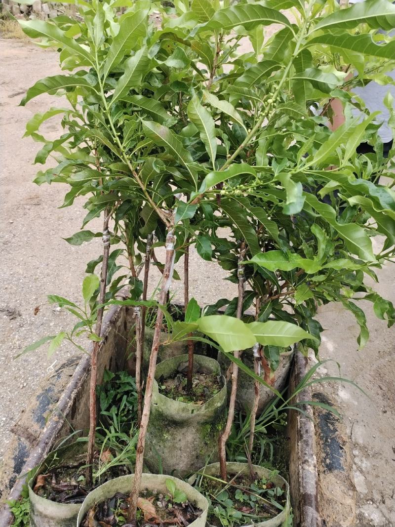 巨丰一号黄皮苗，仙进奉荔枝，奶香黄晶果苗，香水柠檬苗