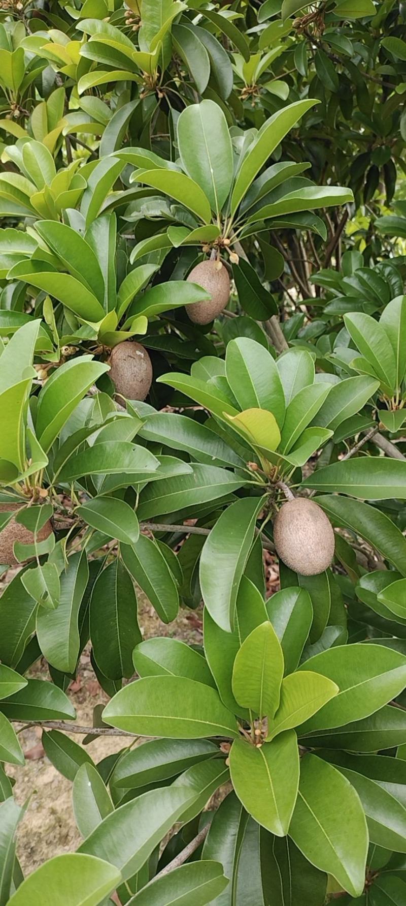 巨丰一号黄皮苗，仙进奉荔枝，奶香黄晶果苗，香水柠檬苗