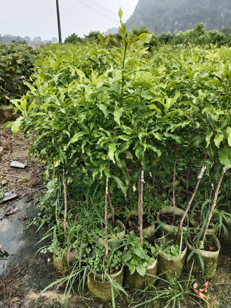 巨丰一号黄皮苗，仙进奉荔枝，奶香黄晶果苗，香水柠檬苗