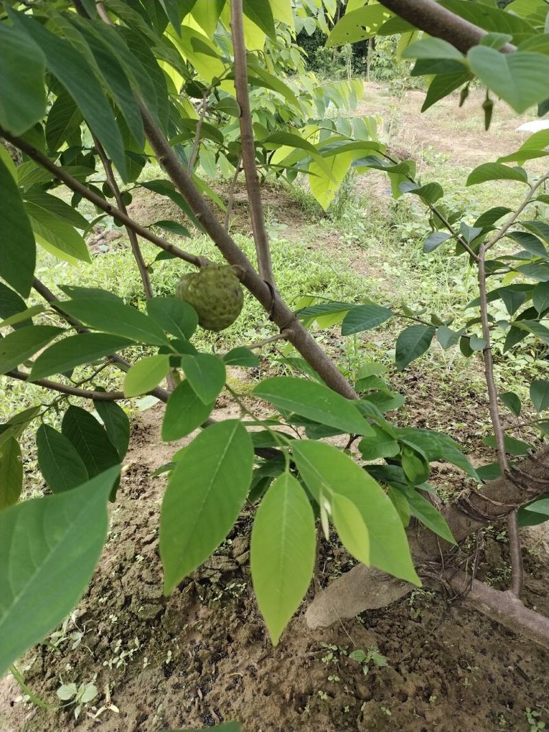 巨丰一号黄皮苗，仙进奉荔枝，奶香黄晶果苗，香水柠檬苗