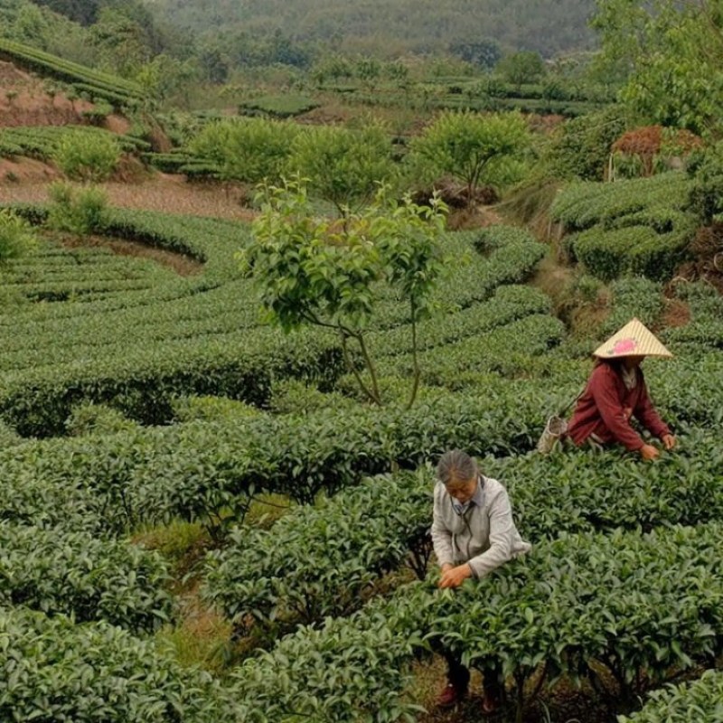 瑶山荼园