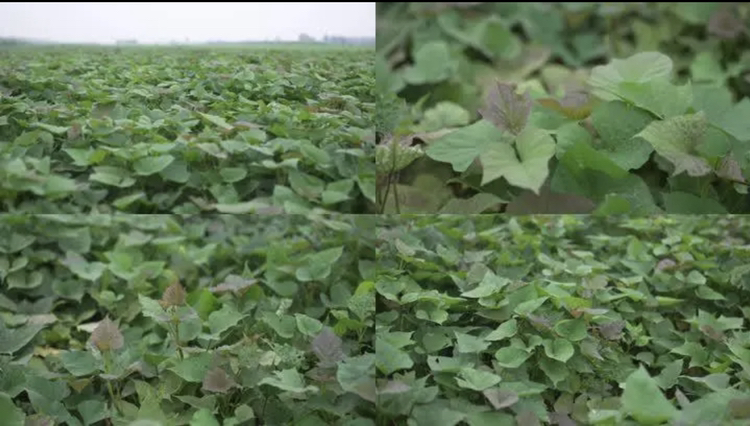 图示展示嫁接西瓜苗与普通西瓜苗在生长势上的差异 西瓜嫁接苗与普通苗对比图