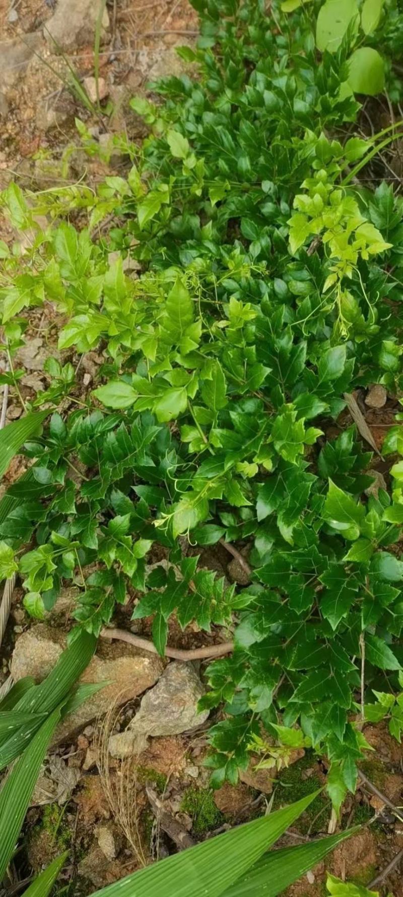 藤茶