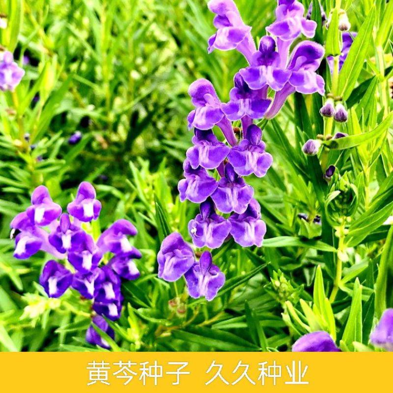 黄芩种籽散装优质中药材黄芩种子春季秋季种植多年生