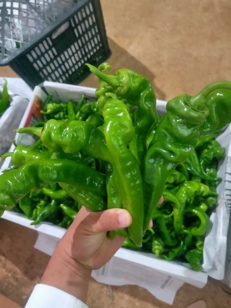 广东徐闻辣椒，苏椒，线椒，螺丝椒。