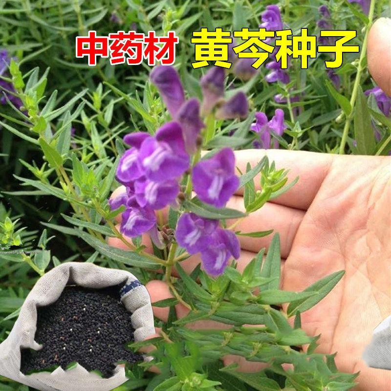 黄芩种籽散装优质中药材黄芩种子春季秋季种植多年生