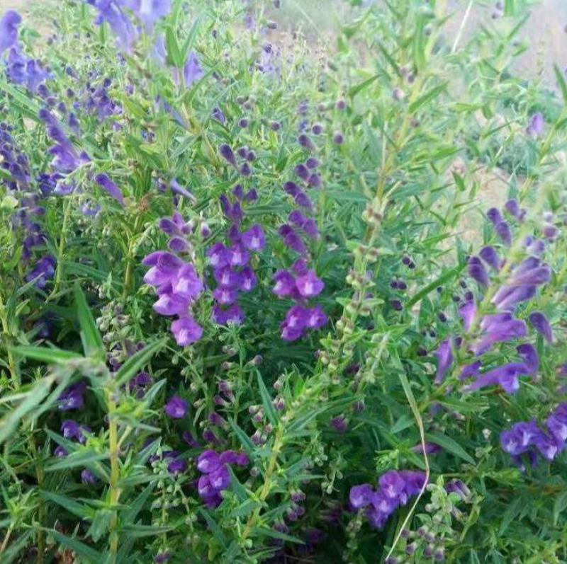 黄芩种籽散装优质中药材黄芩种子春季秋季种植多年生