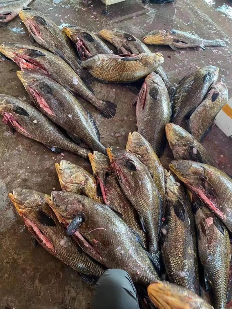 潮汕新鲜鳘鱼大鮸鱼敏鱼灰米鱼水产海鲜批发活冻