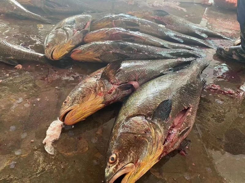 潮汕新鲜鳘鱼大鮸鱼敏鱼灰米鱼水产海鲜批发活冻