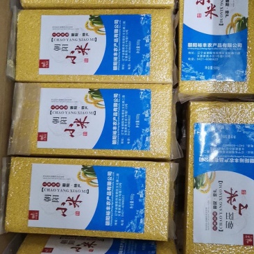 朝阳裕丰黄小米，纯品种农场供货，吃了念念不忘