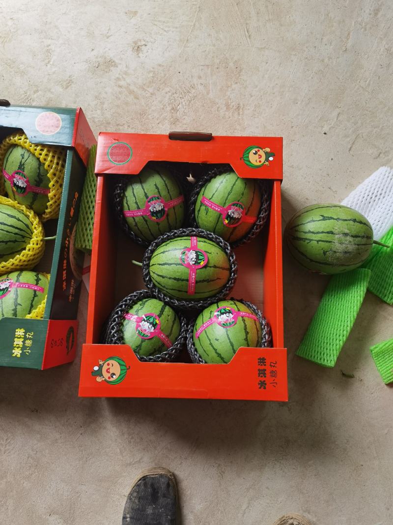 陕西蒲城精品冰淇淋小糖丸吊篮西瓜上市中欢迎参观品尝