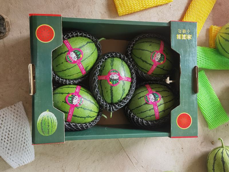 陕西蒲城精品冰淇淋小糖丸吊篮西瓜上市中欢迎参观品尝