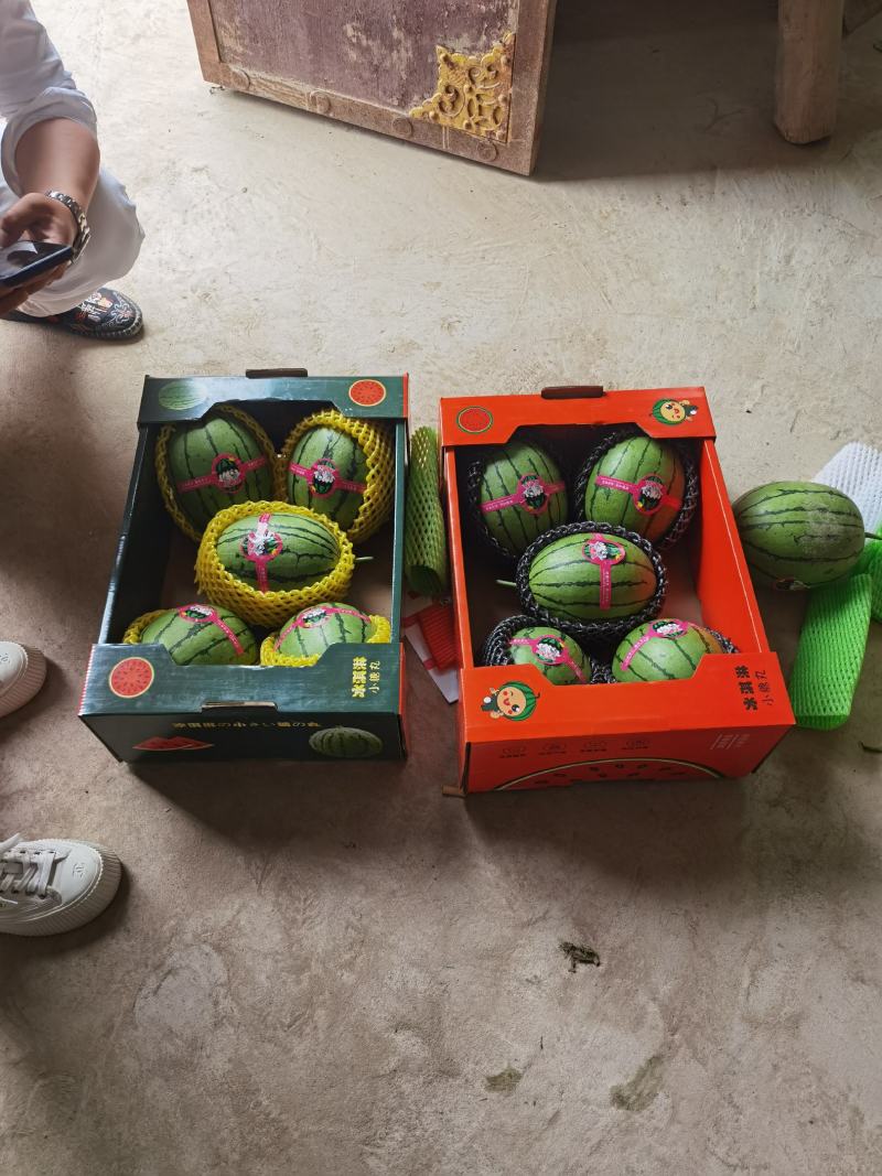 陕西蒲城精品冰淇淋小糖丸吊篮西瓜上市中欢迎参观品尝