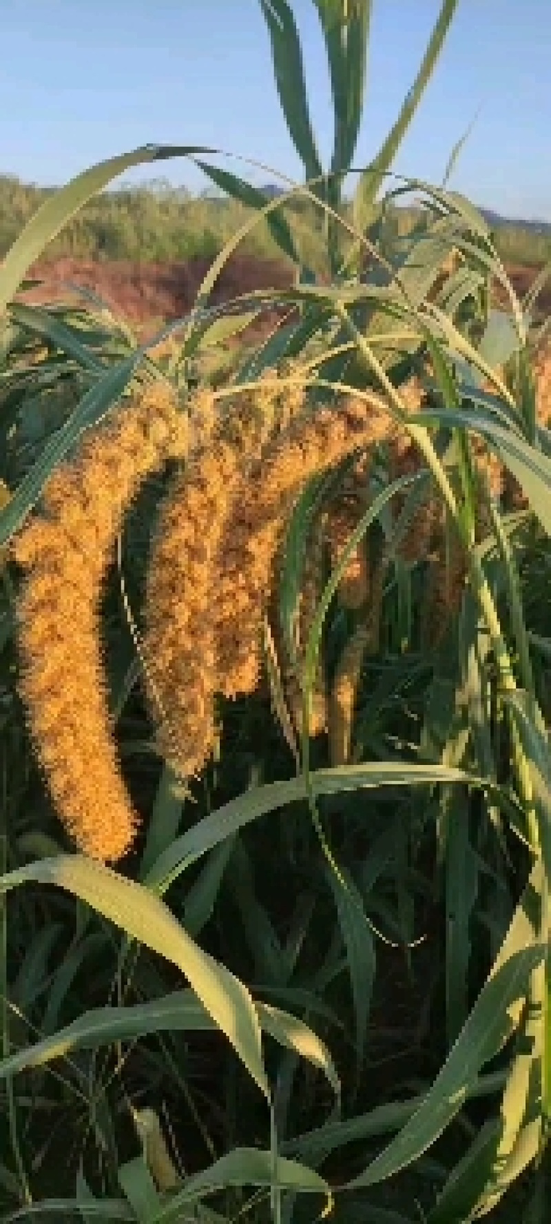 朝阳裕丰黄小米，纯品种农场供货，吃了念念不忘