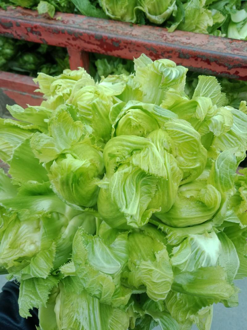 精品特早儿菜，基地货，无代收，你有量，我有价，全国走车