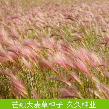 芒颖大麦草种子松鼠狐尾草种子多年生极耐寒观赏草种子