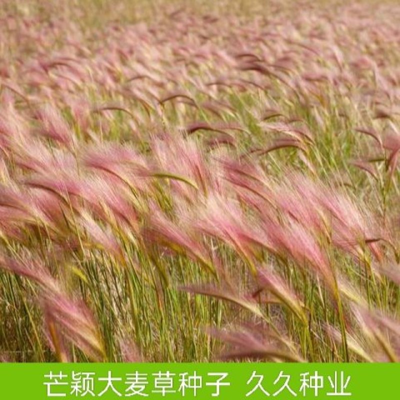 芒颖大麦草种子松鼠狐尾草种子多年生极耐寒观赏草种子