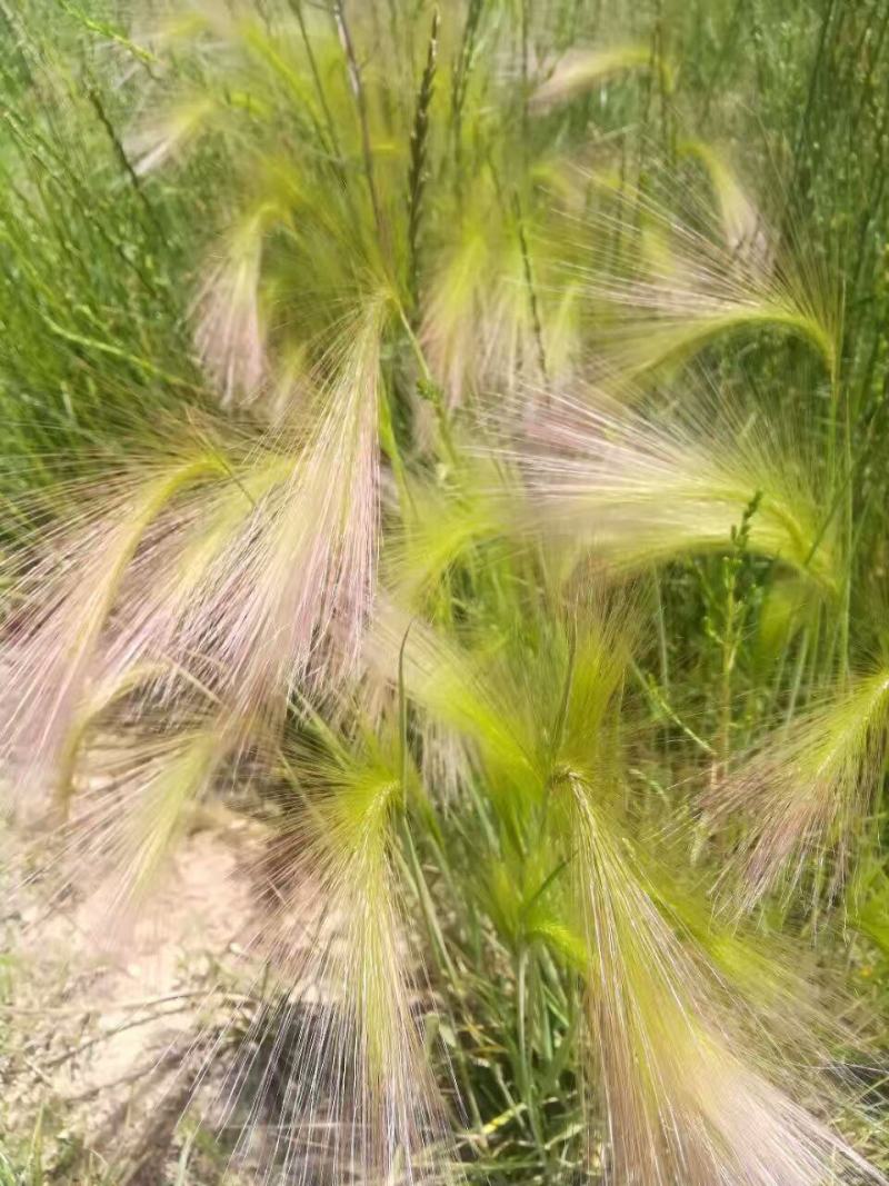 芒颖大麦草种子松鼠狐尾草种子多年生极耐寒观赏草种子
