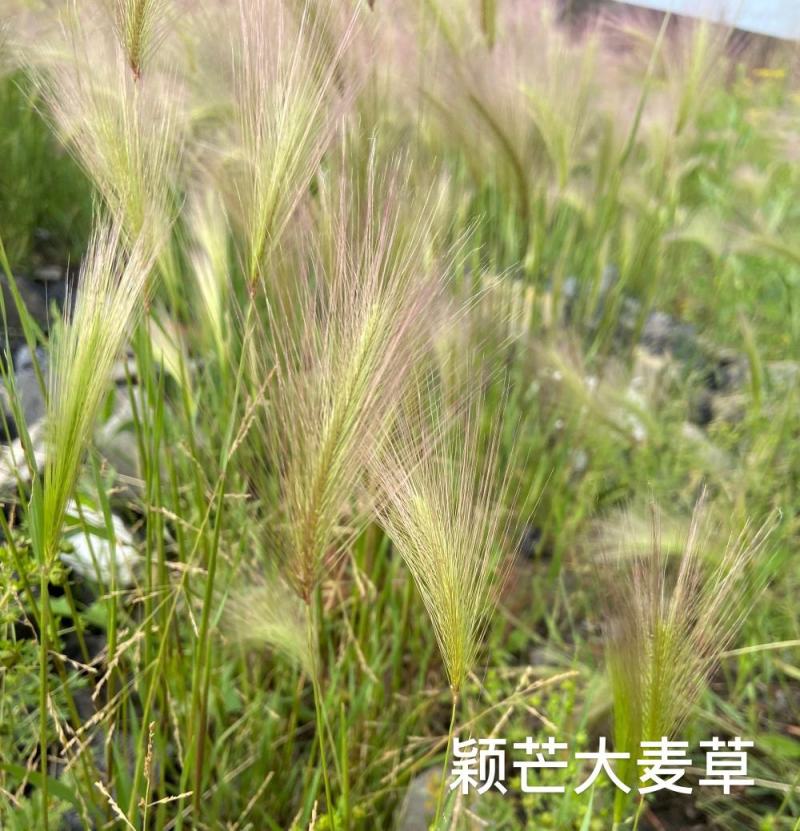 芒颖大麦草种子松鼠狐尾草种子多年生极耐寒观赏草种子