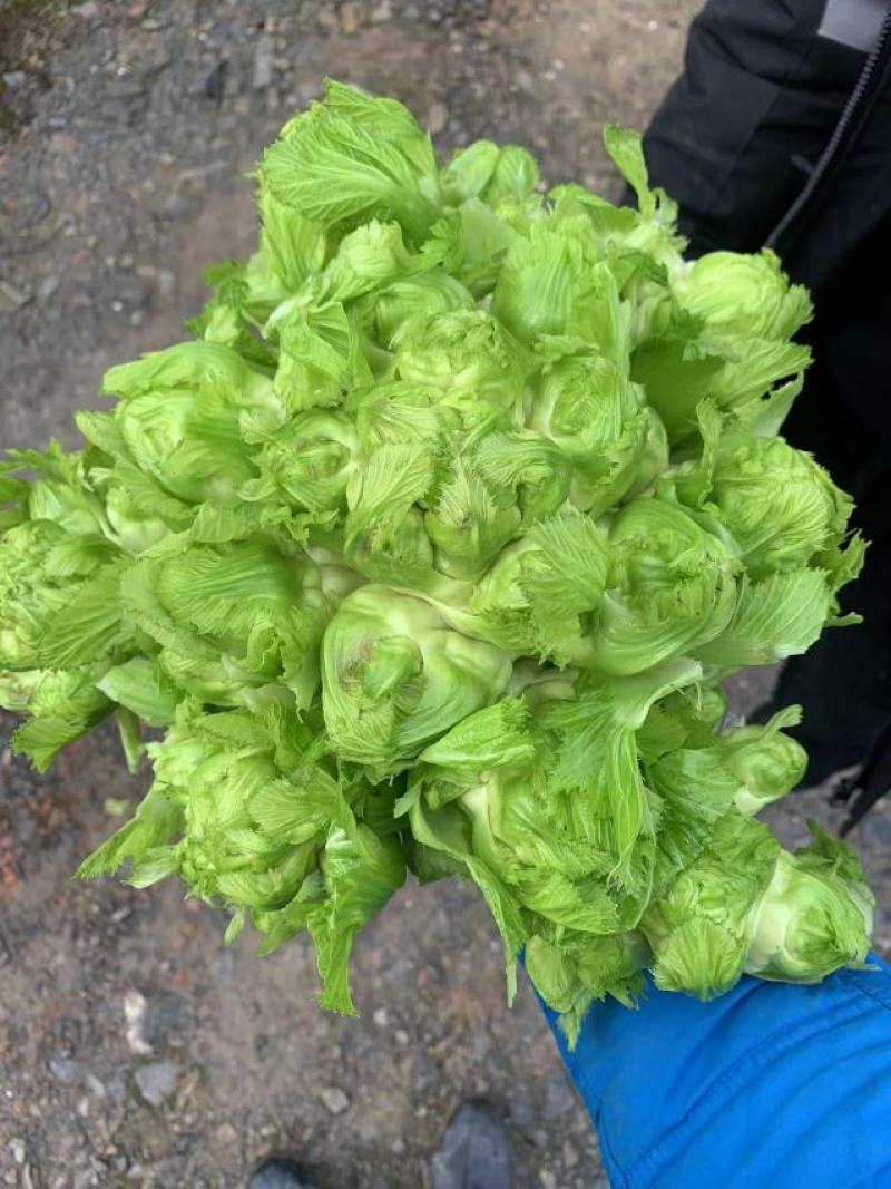 精品特早儿菜，基地货，无代收，你有量，我有价，全国走车