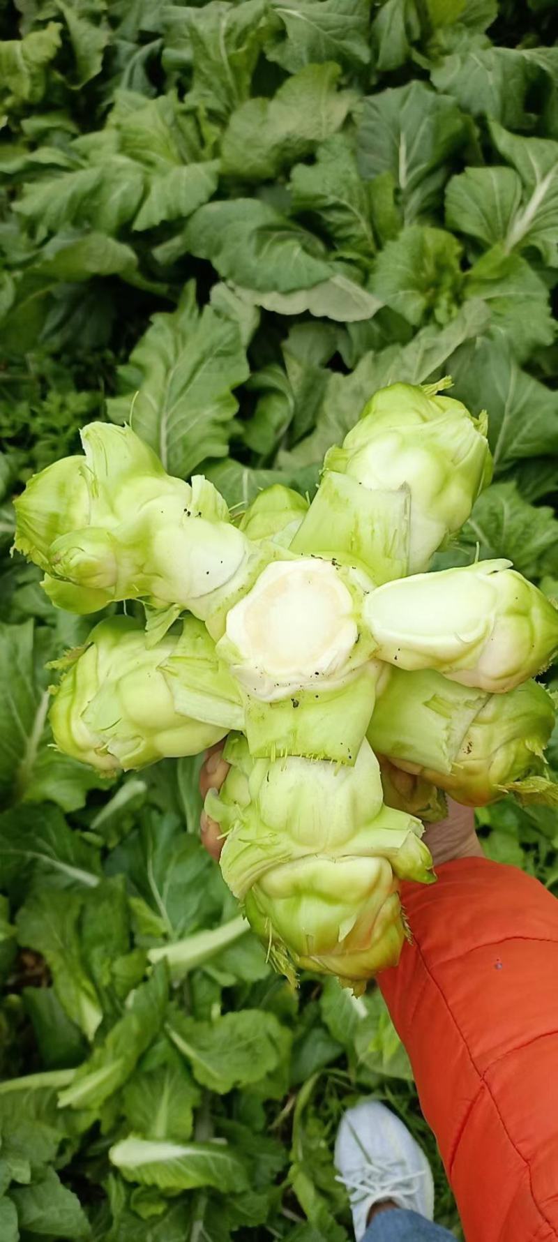 精品特早儿菜，基地货，无代收，你有量，我有价，全国走车