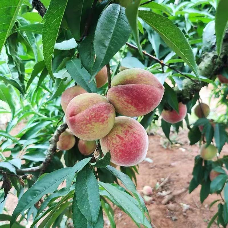 红不软桃毛桃桃子桃产地直销保质保量欢迎订购