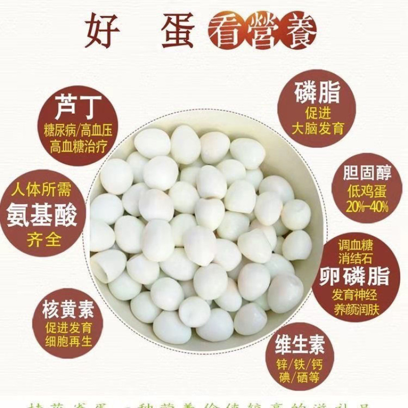 芦丁鸡苗网红宠物鸡包活到家提供技术指导欢迎咨询