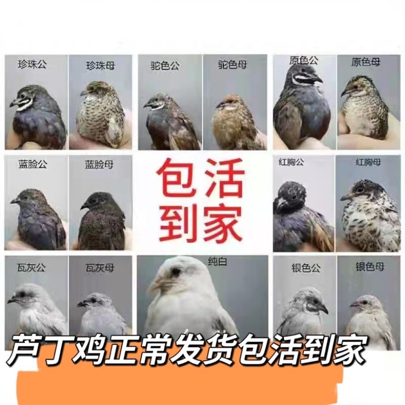 芦丁鸡苗网红宠物鸡包活到家提供技术指导欢迎咨询