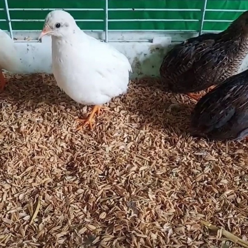 芦丁鸡苗网红宠物鸡包活到家提供技术指导欢迎咨询