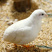 芦丁鸡苗网红宠物鸡包活到家提供技术指导欢迎咨询