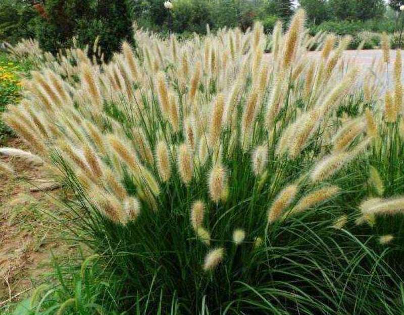 观赏草小兔子狼尾草种子草本植物耐热耐寒绿植庭院种植